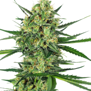 Tangerine Sugar Feminized Seeds – Sensi Seeds