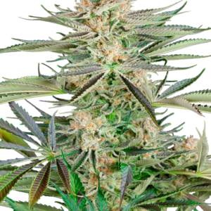Screwdriver OG Feminized Seeds – Sensi Seeds