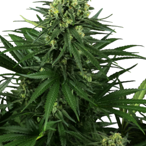 Honey Melon Kush Feminized Seeds – Sensi Seeds