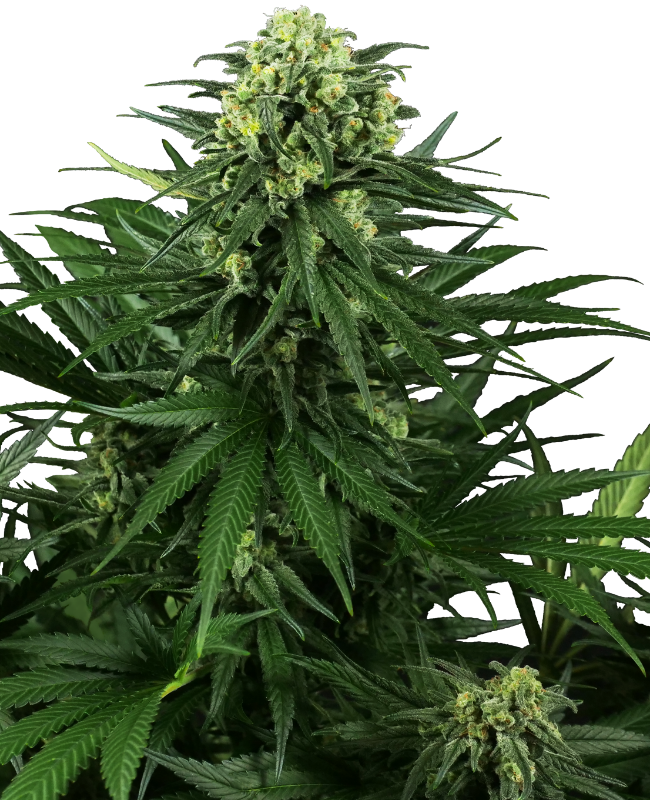 Honey Melon Kush Feminized Seeds – Sensi Seeds