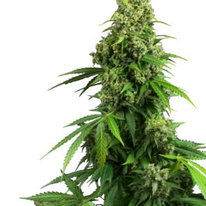 Honey Melon Kush Automatic Seeds – Sensi Seeds