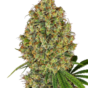 AK-420 Feminized Seeds by White Label – Sensi Seeds