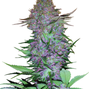 Purple Skunk Automatic Seeds – Sensi Seeds
