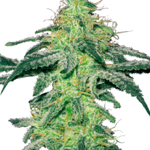 White Skunk Feminized Seeds by White Label – Sensi Seeds