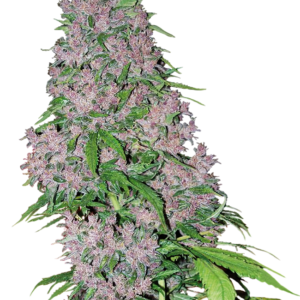 Purple Bud Feminized Seeds by White Label – Sensi Seeds
