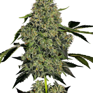 OG Kush Automatic Seeds by White Label – Sensi Seeds