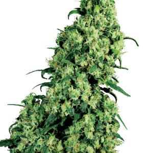 Skunk #1 Feminized Seeds by White Label – Sensi Seeds