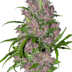 Purple Bud Automatic Seeds by White Label – Sensi Seeds