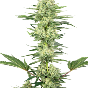 White Gorilla Haze Feminized Seeds by White Label – Sensi Seeds