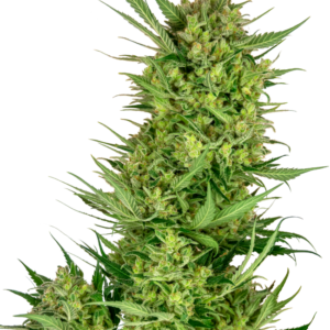 Buttercream Gelato Feminized Seeds – Sensi Seeds