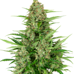 Double Kush Cake Automatic Seeds – Sensi Seeds