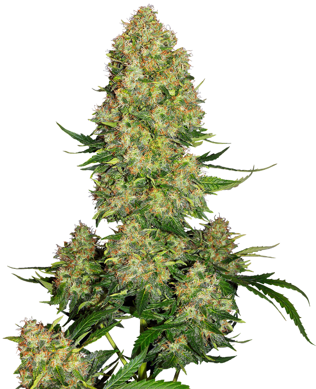 Skunk #1 Automatic Seeds – Sensi Seeds