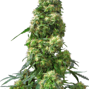 Early Skunk Feminized Seeds – Sensi Seeds