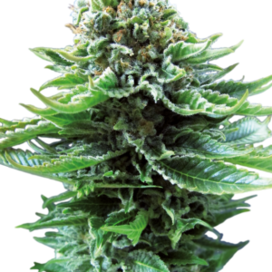 Northern Lights Automatic Seeds – Sensi Seeds