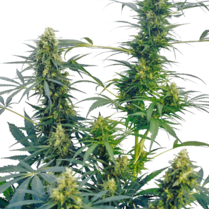 Guerrilla's Gusto Regular Seeds – Sensi Seeds