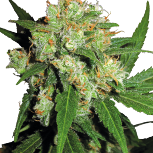 Sensi Skunk Regular Seeds – Sensi Seeds