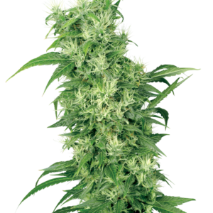 Female Mix Seeds by White Label – Sensi Seeds
