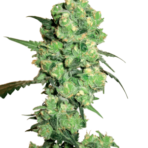 Super Skunk Regular Seeds by White Label – Sensi Seeds