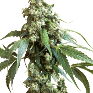 Jack Flash #5 Feminized Seeds – Sensi Seeds