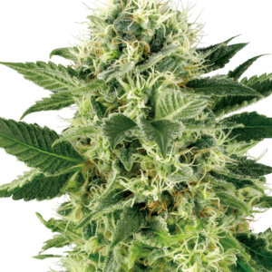 Northern Lights Feminized Seeds by White Label – Sensi Seeds