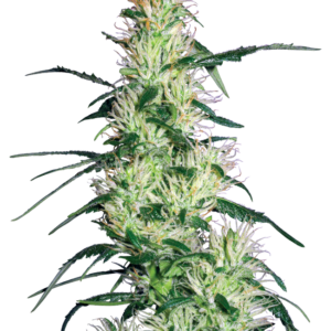 Purple Haze Feminized Seeds by White Label – Sensi Seeds