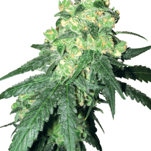 White Rhino Regular Seeds by White Label – Sensi Seeds