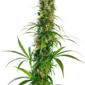 Michka® Regular Seeds – Sensi Seeds