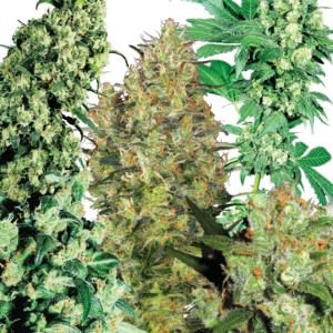 Indoor Mix Regular Seeds – Sensi Seeds