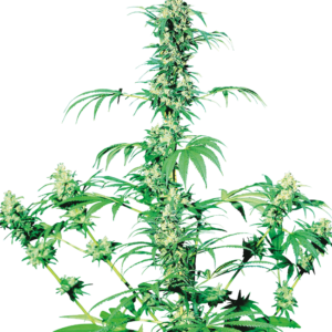 Early Girl Regular Seeds – Sensi Seeds