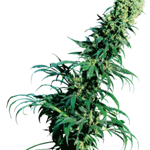 Early Pearl Regular Seeds – Sensi Seeds