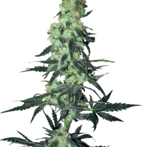Amnesia White Regular Seeds by White Label – Sensi Seeds