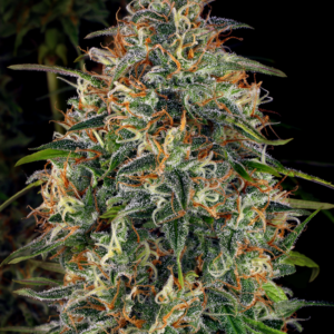 WSS Skunk Feminized Seeds – Weed Seed Shop