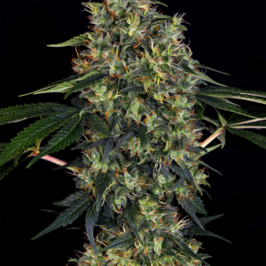 Indoor Mix Feminized Seeds – Weed Seed Shop