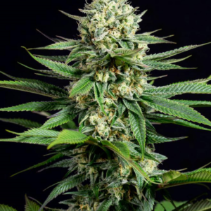 Kush CBD Feminized Seeds – Weed Seed Shop