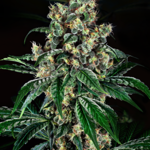 Kandy x Nicole Feminized Seeds – Weed Seed Shop