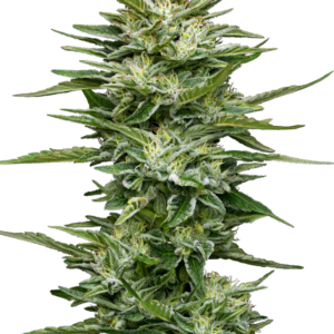 Pineapple Kush Cake Automatic Seeds – Sensi Seeds