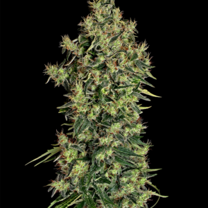 Mexican Haze Feminized Seeds – Weed Seed Shop