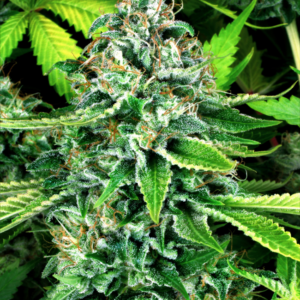 Do-Si-Dos Automatic Seeds – Weed Seed Shop