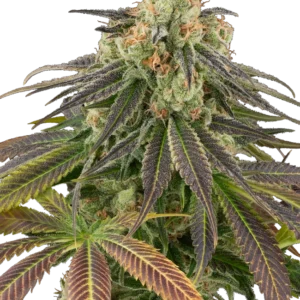 Stardust Kush Automatic Seeds – Sensi Seeds