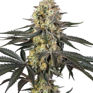 Purple Papaya Paradise Feminized Seeds – Sensi Seeds