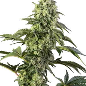 Cosmic Kiss Feminized Seeds – Sensi Seeds
