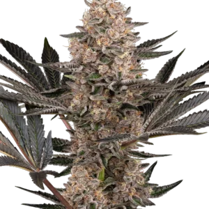 Karate Kid Feminized Seeds – Sensi Seeds
