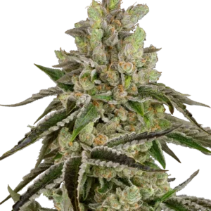 B-Funk Feminized Seeds – Sensi Seeds