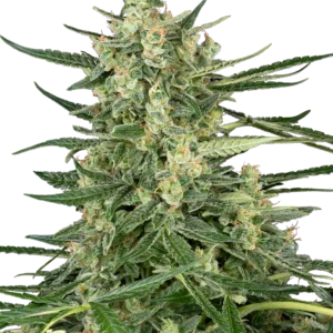 Grape Jam Feminized Seeds – Sensi Seeds