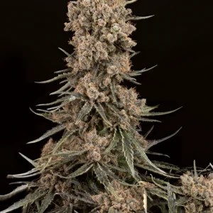 Blue Zushi Feminized Seeds – Weed Seed Shop