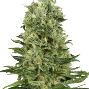 Skunk #1 Automatic Seeds by White Label – Sensi Seeds