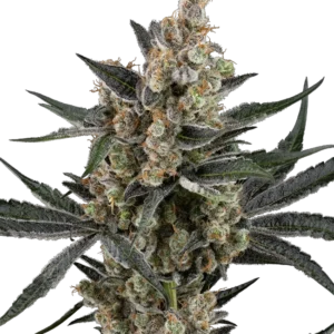 Banana Cake Pop Feminized Seeds – Sensi Seeds