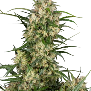 Sensi Supreme Oak F1 Automatic Seeds – Sensi Seeds