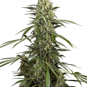 Sensi Supreme Skunk F1 Automatic Seeds – Sensi Seeds