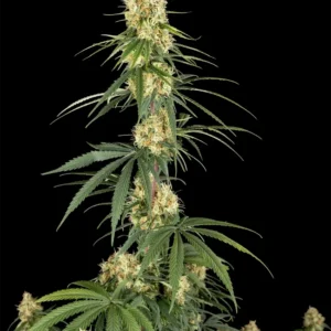 Haze Automatic Seeds – Weed Seed Shop